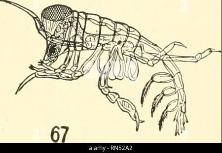 . Les animaux de la terre et de la mer. Zoologie ; insectes ; Zoologie. . Veuillez noter que ces images sont extraites de la page numérisée des images qui peuvent avoir été retouchées numériquement pour plus de lisibilité - coloration et l'aspect de ces illustrations ne peut pas parfaitement ressembler à l'œuvre originale.. Clark, Austin Hobart, b. 1880. New York, D. Van Nostrand Company Banque D'Images