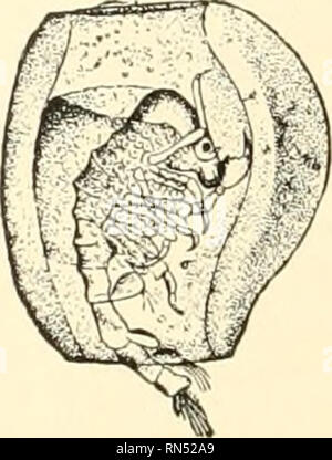 . Les animaux de la terre et de la mer. Zoologie ; insectes ; Zoologie. . Veuillez noter que ces images sont extraites de la page numérisée des images qui peuvent avoir été retouchées numériquement pour plus de lisibilité - coloration et l'aspect de ces illustrations ne peut pas parfaitement ressembler à l'œuvre originale.. Clark, Austin Hobart, b. 1880. New York, D. Van Nostrand Company Banque D'Images