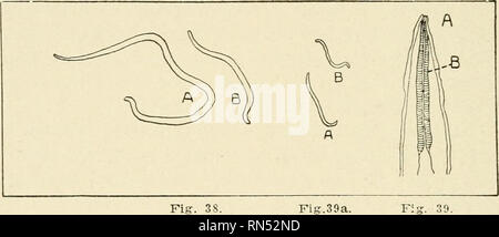 . Des parasites animaux et les maladies parasitaires. Des chevaux, des animaux domestiques -- parasites ; la médecine vétérinaire. 104 PARASITOLOGIE. Nausées et vomissements sont indiquées. Les chats infestés par un grand nombre d'entre eux présentent des symptômes de dépression nerveuse- ness et perte d'appétit avec divers ordres- digestif. Le chat est assis autour et est ennuyeux et stupide. Le traitement. Le même que chez le chien, avec corres- pondingly. De plus petites doses. Fig. 38 Fig.39a. Fig. Z^.-l'Ascaride inflexa, les vers ronds à partir de la première partie de l'intestin d'une poule. Taille naturelle. a. femelle ; b, homme. Fig. 39a.-Heterakis papillosa. na'ture taille : a. de sexe féminin ; b, mal Banque D'Images