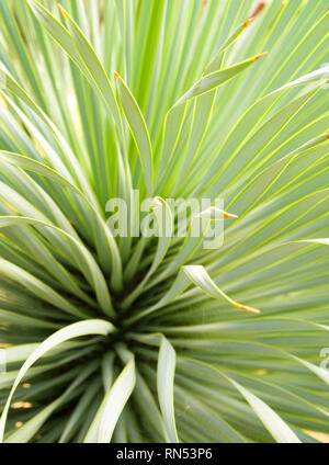 Feuilles étroites et doux d'Agave plante succulente, de l'Agave, Yucca Linearis feuilles fraîcheur avec thorn d Linear-Leaf Yucca Banque D'Images