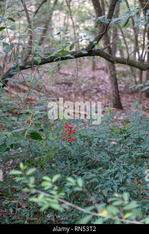 Avis de Berry rond rouge avec la forêt en arrière-plan Banque D'Images