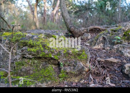 Low Angle View of Algae Plus gros rocher sur le sentier Banque D'Images