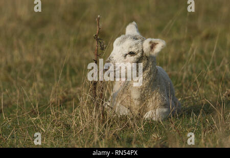 Un mignon agneau nouveau-né couché sur l'herbe dans un pré. Banque D'Images