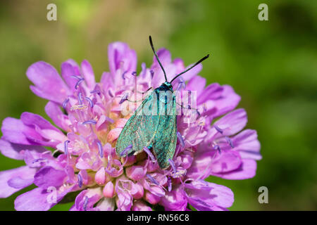 Belle blue papillon sur fleur fleur, macro photo Banque D'Images