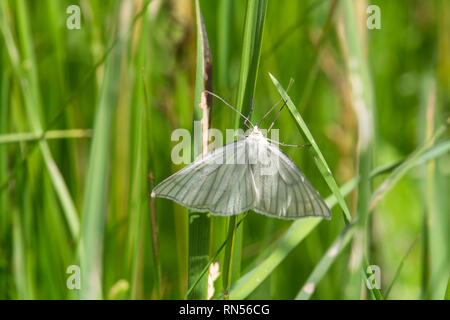 Joli papillon blanc en vert de l'herbe, macro photo Banque D'Images