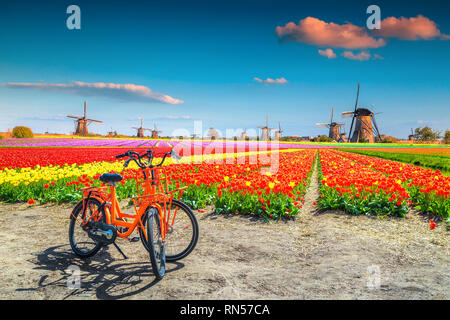 Voyage merveilleux et destination touristique. Champs de tulipes colorées spectaculaires avec des bicyclettes et traditionnel old dutch windmills en arrière-plan, Kinderd Banque D'Images