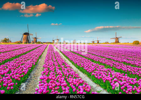 Célèbre destination touristique et de voyage. Champs de tulipes colorées majestueux avec des vieux moulins à vent hollandais en arrière-plan, Kinderdijk, Pays-Bas, E Banque D'Images