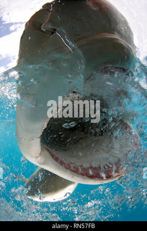 Le requin citron (Negaprion brevirostris) Split Shot, bouche ouverte montrant les dents au surface. Plage du tigre, Bahamas Banque D'Images