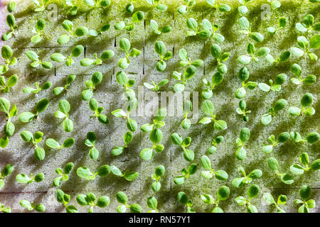 Haut télévision jeter view of baby légumes hydroponiques croissant sur l'eau, avec la lumière du matin montrant long shadow de la petite mini-légumes Banque D'Images