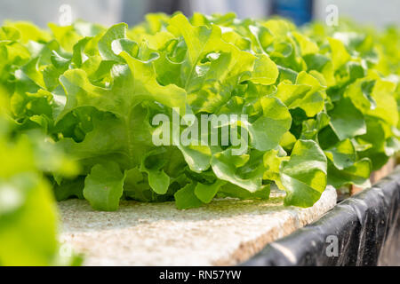 La culture hydroponique de légumes , avec plusieurs types de laitue, de plus en plus sur l'eau Banque D'Images