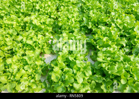 La culture hydroponique de légumes , avec plusieurs types de laitue, de plus en plus sur l'eau Banque D'Images