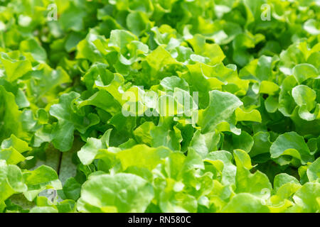 La culture hydroponique de légumes , avec plusieurs types de laitue, de plus en plus sur l'eau Banque D'Images