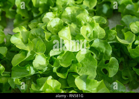 La culture hydroponique de légumes , avec plusieurs types de laitue, de plus en plus sur l'eau Banque D'Images