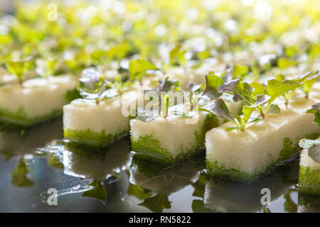 Close up de jeunes légumes hydroponiques , avec plusieurs types de laitue, croissant sur l'eau, avec la lumière du matin Banque D'Images