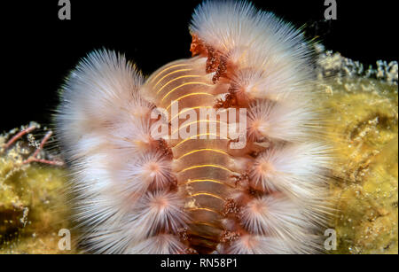 Tordeuse des canneberges barbu,Hermodice carunculata est un type de famille Amphinomidae bristleworm ,marine Banque D'Images