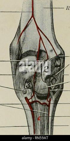 . L'anatomie de l'animal domestique. Anatomie vétérinaire. 656-SANG SYSTÈME VASCULAIRE DU CHEVAL sortant de l'espace qu'il donne aux branches à uhiaris^ lateralis et la petite artère interosseous récurrentes (A. interossea recurrens), qui monte sur l'artère latérale de rcte carpi volare médial Oblique ligamcnl lig. Premier os carpien palmaire profonde artères métacarpiennes métacarpien médial banc. Acccssorio radial-lig. Accessorio ulnaire-lig. Lig latéral. Vérifier une ccessorio ligament-m voiture eta pa J Ug. Areii profondément volar Siis/ieiisory ligti inent os métacarpien latéral Fig. 569.-Dissection profonde de Banque D'Images