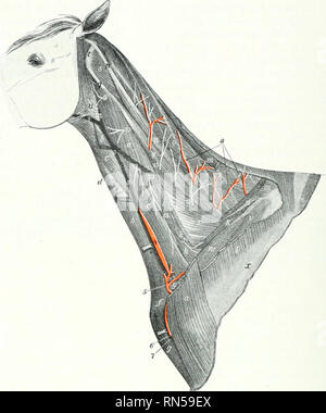 . L'anatomie de l'animal domestique. Anatomie vétérinaire. 636-SANG SYSTÈME VASCULAIRE DU CHEVAL latéralement au nerf vague et les nerfs récurrents. Il est couramment deux ou trois pouces (ca. 5-7 cm.) de longueur, hut il peut varier d'un Ijetween ami huit pouces (ca. 2.5- 20cm.).j'ai le droit de l'artère carotide commune (A. carotis communis- obliqueh dextra) passe de la face ventrale de la trachée de son côté droit et continue dans cette position, mais s'incline vers la face dorsale siu-face t)f la trachée près de sa terminaison. Il. Fio. .'&Gt ;."&gt;6.-navires .xt&gt ; Nerfs du cou de Hohse brachiocéphalique, un. Banque D'Images