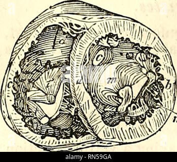 . L'anatomie du corps humain. L'anatomie humaine ; l'anatomie. 484 ANGEIOLOGY.. Fig. 195.. Veuillez noter que ces images sont extraites de la page numérisée des images qui peuvent avoir été retouchées numériquement pour plus de lisibilité - coloration et l'aspect de ces illustrations ne peut pas parfaitement ressembler à l'œuvre originale.. Cruveilhier, J. (Jean), 1791-1874 ; Pattison, Granville Sharp, 1791-1851 ; Madden, William Herries. New York, Harper & Brothers. Banque D'Images