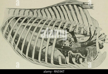 . L'anatomie de l'animal domestique. Anatomie vétérinaire. BRACHIOCKPHALIC 633 tronc commun de l'artère sous-costale (A. intercostalis suprema) est la plus petite. Il passe en arrière le long de l'liorder latéral de l'longus colli avec le tronc sympathique. Il donne sur la deuxième, troisième et quatrième artères intercostales, et se termine à la cinquième place, où elle la première avec anastomoses de l'artère intercostale aortique, ou constitue le cinquième espace intercostal, artère ou trempettes dans le muscle longissimus. Il donne également au large de la moelle des branches et brindilles au longus colli et la plèvre. L'autre branche (A. transversa coll Banque D'Images