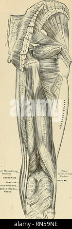 . Anatomie, descriptif et appliquée. L'anatomie. 518 LE MVSCLES ET FASCIA. Tendon intérieur teTidons. Fig. 3S4.-muscles de la hanche et à la cuisse. L'obturateur (intemus intemus obturateur. m (Fig. 384 et 385), comme le précédent, le muscle est situé en partie dans la cavité du bassin, et en partie à l'arrière de la hanche- joint. Il provient de la surface interne de la face antérieure et la paroi externe du bassin, où il entoure la plus grande partie de l'foramen obturé, être attaché à l'ordre décroissant ramus de l'OS pubis et la branche montante de l'ischion, et sur le côté de la surface intérieure de la Banque D'Images