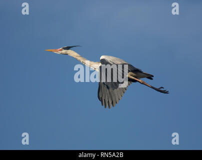 Héron cendré Ardea cinerea, en vol, le parc Stanley, Blackpool, Royaume-Uni Banque D'Images