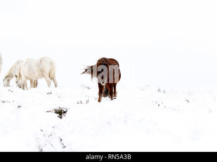 Winter Wonderland dans le Dartmoor National Park Banque D'Images