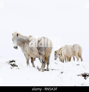 Winter Wonderland dans le Dartmoor National Park Banque D'Images