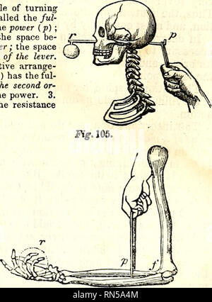 . L'anatomie du corps humain. L'anatomie humaine ; l'anatomie. . Veuillez noter que ces images sont extraites de la page numérisée des images qui peuvent avoir été retouchées numériquement pour plus de lisibilité - coloration et l'aspect de ces illustrations ne peut pas parfaitement ressembler à l'œuvre originale.. Cruveilhier, J. (Jean), 1791-1874 ; Pattison, Granville Sharp, 1791-1851 ; Madden, William Herries. New York, Harper & Brothers. Banque D'Images