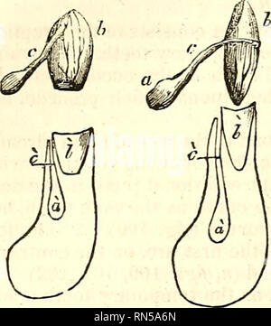 . L'anatomie du corps humain. L'anatomie humaine ; l'anatomie. L'ODONTOLOGIE 188.. Veuillez noter que ces images sont extraites de la page numérisée des images qui peuvent avoir été retouchées numériquement pour plus de lisibilité - coloration et l'aspect de ces illustrations ne peut pas parfaitement ressembler à l'œuvre originale.. Cruveilhier, J. (Jean), 1791-1874 ; Pattison, Granville Sharp, 1791-1851 ; Madden, William Herries. New York, Harper & Brothers. Banque D'Images