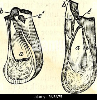 . L'anatomie du corps humain. L'anatomie humaine ; l'anatomie. Dans ce cas, le lait. Veuillez noter que ces images sont extraites de la page numérisée des images qui peuvent avoir été retouchées numériquement pour plus de lisibilité - coloration et l'aspect de ces illustrations ne peut pas parfaitement ressembler à l'œuvre originale.. Cruveilhier, J. (Jean), 1791-1874 ; Pattison, Granville Sharp, 1791-1851 ; Madden, William Herries. New York, Harper & Brothers. Banque D'Images