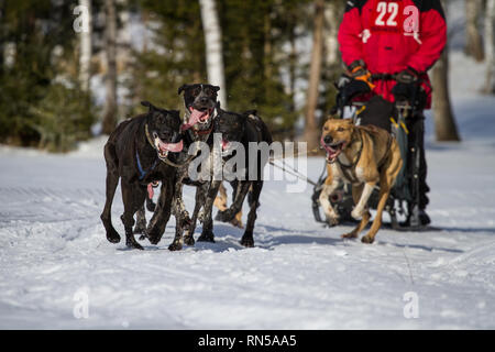 @ Huskies Alaskan Sled Dog Race, République Tchèque Banque D'Images