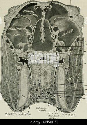 . L'anatomie de l'animal domestique. Anatomie vétérinaire. La cavité nasale 513 chondrium. C'est continue à l'avant avec les teintes de la peau qui les narines, et derrière avec la muqueuse du pharynx. Il est également à l'continue-niaxillary naso ouverture avec la très mince et encore moins les muqueuses vasculaire mem- brane qui tapisse les sinus paranasaux. Dans la partie antérieure de la cavité jjart il forme des plis épais sur la paroi latérale, qui s'étendent de l'os cornet à la narine. Il y a habituellement deux plis cornet dorsal qui unissent en avant. Septum nasi Lacrim dorsale mealiis Banque D'Images