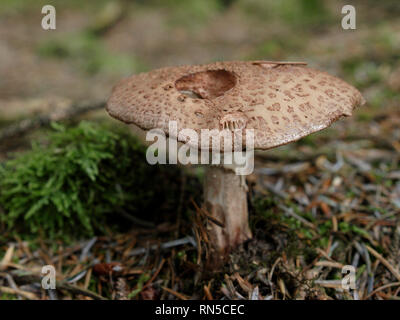 L'Amanita rubescens, blush, Champignons Champignons, UK Banque D'Images
