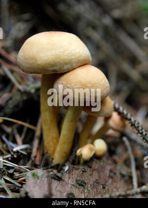 Champignon Armillaria mellea, miel, champignons, UK Banque D'Images