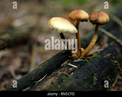 Champignon Armillaria mellea, miel, champignons, UK Banque D'Images