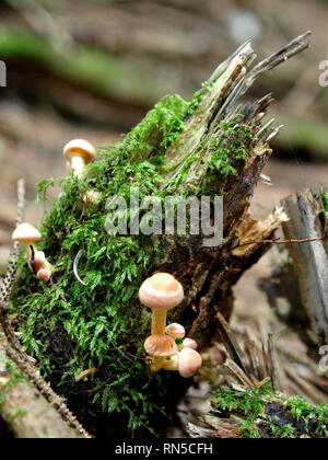 Hypholoma capnoides, touffe de conifères, champignons, UK Banque D'Images