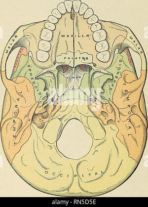 . Anatomie, descriptif et appliquée. L'anatomie. 130 anatomie particulière du squelette et sert pour la fixation de l'expansion de l'tendineux muscle tenseur palati. La projection vers l'arrière du centre de la frontière postérieure du palais dur est l'épine nasale postérieure, pour l'attachement de la veine azygos uvulae muscle. Derrière et au-dessus du palais dur est la partie postérieure de l'aperture des fosses nasales (choanse), divisé en deux parties par le vomer, délimité en haut par le corps de l'sphenoid, ci-dessous par la plaque horizontale de l'os du palais, et latéralement par la plaque de la ptérygoïde interne sph Banque D'Images