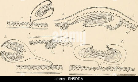 . L'anatomie, la physiologie, la morphologie et le développement de la voler (Calliphora erythrocephala) une étude comparative de l'anatomie et la morphologie des insectes ; avec des plaques et des illustrations réalisées directement à partir des dessins de l'auteur ;. Calliphoridés. 22 Anatomie et morphologie des insectes, Weismann supposé que seul le tégument (hypoderme) de la nymphe est élaborée à partir des disques, mais il est maintenant certain qu'ils se composent de deux et l'épiblaste, et que tous les mésoblaste les tissus de la nymphe sont développés à partir de ces éléments. Nomenclature des rudiments embryonnaires de la Nymphe Banque D'Images