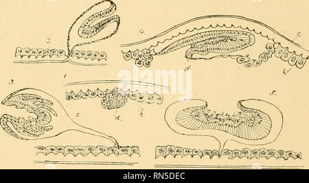 . L'anatomie, la physiologie, la morphologie et le développement du coup- fly (Calliphora erythrocephala), une étude comparative de l'anatomie et la morphologie des insectes ; avec des plaques et des illustrations réalisées directement à partir des dessins de l'auteur ;. Calliphoridés. 22 Anatomie et morphologie des insectes. Weismann supposé que seul le tégument (hypoderme) de la nymphe est élaborée à partir des disques, mais il est maintenant certain qu'ils se composent de deux et l'épiblaste, et que tous les mésoblaste les tissus de la nymphe sont développés à partir de ces éléments. Nomenclature des rudiments embryonnaires de l'nym Banque D'Images