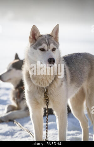 Husky de Sibérie avant une course de chiens de traîneau, République Tchèque Banque D'Images