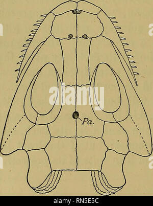 . La vie animale et l'intelligence. Intelligence Animale, biologie, psychologie, Comparative ; l'évolution. C'est le vestige d'un œil médian. Il a été trouvé dans divers états de dégénérescence dans de nombreux reptiles (Fig. 34), et plus encore dans une forme vestigial chez certains poissons et amphibiens. Il est connecté avec une structure curieuse, associé à l'cerveau de tous les vertébrés, et a appelé l'épiphyse. Descartes pensait que c'était le siège de l'âme ; mais il montre d'enquête modernes à être une structure qui résulte de la dégénérescence de cette partie du cerveau qui a été connecté avec le moi Banque D'Images