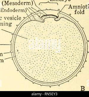 . Biologie Animale. Biologie ; zoologie ; physiologie. L'ectoderme (couche germe). Milieu germ layer (mésoderme) " (dans l'endoderme couche germe intérieur)xV Blastodermic pour devenir plus tard des vésicules Chorion sac vitellin embryon endoderme ectoderme pli amniotique. Embryon de Gut allantoïde. Veuillez noter que ces images sont extraites de la page numérisée des images qui peuvent avoir été retouchées numériquement pour plus de lisibilité - coloration et l'aspect de ces illustrations ne peut pas parfaitement ressembler à l'œuvre originale.. Woodruff, Lorande Perte, 1879-1947. New York, The Macmillan Company Banque D'Images