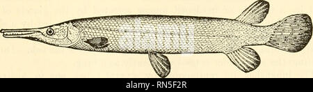 . Biologie Animale. Zoologie, biologie. Fig. 246.-l'esturgeon, Acipenser rMWcMW^MSiLeSueur. X HS- {à partir de la Jordanie, "Guide de l'étude des poissons," par la courtoisie de D. Appleton &AMP ; Société.) 372. Holostei.-l'Holostei ganoids, ou osseuse, ont un squelette complètement sclérosé. Dans certains les écailles forment une armure complète. Des exemples. Fig. 247.-Alligator gar, Lepisosteus tristoechus (Block et Schneider). X J^eO- (à partir de la Jordanie, "Guide de l'étude des poissons," par la courtoisie de D. Appleton &AMP ; Société.) sont le bowfins, et le gars (Fig. 247). Le développement de l'arc- fin trahit p Banque D'Images