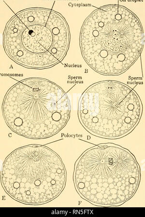 . Biologie Animale. Biologie ; zoologie ; physiologie. La continuité de la vie 247 membrane nucléaire nucléoles cytoplasme. Une gouttelette d'huile chromosomes. Fig. 166. - La maturation et la fécondation de l'oeuf du Sandworm, Nereis. Un oeuf (ovule), avant le début de la maturation ; B, première fusée polocyte formant, le sperme qui entrent dans le marché ; C, première fusée polocyte établi ; D'abord, polocyte polocyte formé, deuxième près de la fusée ; fusée avec noyau de sperme ; E, deuxième polocyte formé, union des noyau de sperme et d'ovules ; F, tige de la première division de l'œuf fécondé. Notez que dans Nereis, comme dans beaucoup d'autres animaux, matur Banque D'Images