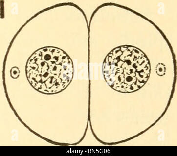 . Biologie Animale. Biologie ; zoologie ; physiologie. Fig. 164. - Les stades de la mitose (somatiques) dans lequel le nombre de chromosomes est supposé être huit. Une prophase, (début) : encore de la chromatine présentant l'apparence nette, divisé et entouré par des centrosomes aster ; B, la prophase (début) : chromosomes visible tant split le filetage de la chromatine, les centrosomes se séparer et la fusée découlant entre ; C et D, prophases (plus tard) : disparition de la membrane nucléaire, chromosomes plus court et plus épais ; E et F, métaphase et anaphase (début) : chromosomes organisés en plaque équatoriale et chaque séparant en deux al Banque D'Images