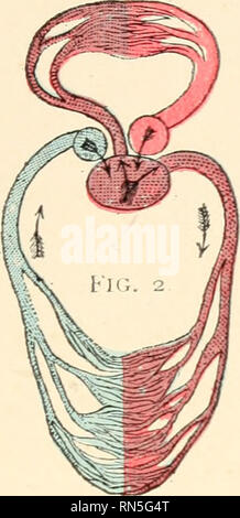 . Biologie animale, la biologie humaine. Les parties II &AMP ; iii du premier cours en biologie. La biologie. . Veuillez noter que ces images sont extraites de la page numérisée des images qui peuvent avoir été retouchées numériquement pour plus de lisibilité - coloration et l'aspect de ces illustrations ne peut pas parfaitement ressembler à l'œuvre originale.. Bailey, L. H. (Liberty Hyde), 1858-1954. New York, The Macmillan Co. Banque D'Images