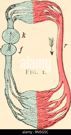 . Biologie animale, la biologie humaine. Les parties II &AMP ; iii du premier cours en biologie. La biologie. . Veuillez noter que ces images sont extraites de la page numérisée des images qui peuvent avoir été retouchées numériquement pour plus de lisibilité - coloration et l'aspect de ces illustrations ne peut pas parfaitement ressembler à l'œuvre originale.. Bailey, L. H. (Liberty Hyde), 1858-1954. New York, The Macmillan Co. Banque D'Images