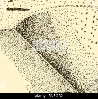 . Biologie Animale. Zoologie, biologie.  : ?--annonce^^ ? ? e V.v-^^' :- : :. Fig. 200.-r&gt;ant lion, Myrmeleon sp. Une larve, X, 2. B, fosse, B à larve. XVs- C, adulte, légèrement agrandie. {A et C de Kellogg, "American", des insectes par la courtoisie de Henry Holt &AMP ; société ; b. d'origine), sur les plantes et montée sur une longue tige, ce qui assure l'immunité contre les attaques des ennemis. L'ordre inclut également l'ant lions, les larves vivent dans le sol, cachés au fond de puits conique (Fig. 200). Ils se nourrissent sur les insectes qui lors de l'exécution sur le terrain entrent dans ces fosses. Le v Banque D'Images