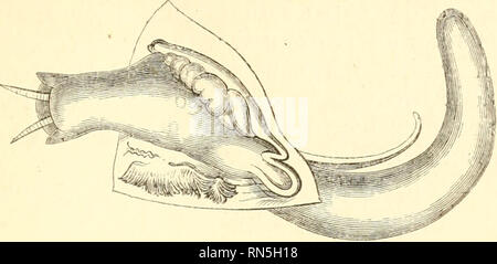 . La création d'animaux : une introduction à la zoologie. Zoologie. GASTEROPODA. 285 Ils n'ont pas de pied ; mais qu'une partie de leur corps, ce qui, dans les gastéropodes, constitue la queue. -&Lt ;^/'. Veuillez noter que ces images sont extraites de la page numérisée des images qui peuvent avoir été retouchées numériquement pour plus de lisibilité - coloration et l'aspect de ces illustrations ne peut pas parfaitement ressembler à l'œuvre originale.. Jones, Thomas Rymer, 1810-1880. Londres : Société pour la promotion de la connaissance Banque D'Images