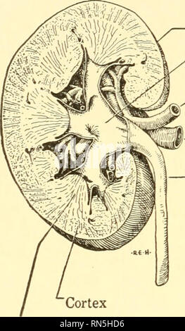 . Biologie Animale. Biologie ; zoologie ; physiologie. 186 Biologie Animale donc comme nous nous élevons la série des vertébrés trois différents systèmes rénale apparaissent, dans chaque cas, par le développement et le regroupement d'nephridium-comme des éléments dans un organe. Dans ce processus la communication primitive de l'individu avec la cavité du corps néphridies est perdu et les fonctions de la partie tubulaire augmenté, jusqu'à ce que, dans les formes supérieures, tous les déchets produits sont prises uniquement et directement dans le sang. Il est donc évident que chacun des reins relativement grande, de la plus compacte Verte- brates c Banque D'Images